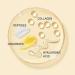 IT Cosmetics Confidence in a Cream - 2.0 fl oz Facial Moisturizer with Hyaluronic Acid & Collagen - Reduces Wrinkles, Pores, and Brightens Skin - Original Formula - Pack of 1 - Buy Online on GoSupps.com