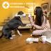 Docatty Pet Wipes - 50 Plant-Based Compostable Wipes for Dogs & Cats | Hypoallergenic & Deodorizing Grooming Wipes for Paws, Body & Butt - Buy Online on GoSupps.com