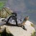 Shop Small Pet Dishes for Turtles & Lizards | Stylish Accessories & Vest | Virtcoy Medium - Buy Online on GoSupps.com