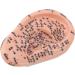 Buy Ear Acupuncture Point Model - Clear Display for Classrooms | International Shipping Available - Buy Online on GoSupps.com