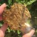 Crystals and Stones Natural Gold Yellow Quartz Crystal Cluster with Aura Coating Raw Specimens Rough Minerals Home Decor Gift 1PC 70-80g Yellow - Buy Online on GoSupps.com