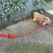 Premium H-Shape Hunding Harness for Dogs - Adjustable Velvet Leash & Loop | Small Medium Large - Red Color Size L - International Shipping - Buy Online on GoSupps.com