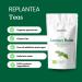 Lemon Balm Tea Organic 100g (50 Cups) | Organic Lemon Balm Leaves Clean and Dried REPLANTEA - Buy Online on GoSupps.com