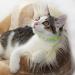 Tagme Reflective Cat Collar 2-Pack | Custom Name & Address Shield for Cats & Puppies | Safety Lock & Bell | Green 18-28 cm - Buy Online on GoSupps.com