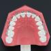 Buy 1:1 Orthodontic Model - Standard Typodont Teeth Model M7010-2 for Dental Teaching & Study | Archwire Ligature Ties Metal Brackets & Buccal Tubes - Buy Online on GoSupps.com