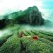 250g de th Oolong chinois Tikuanyin Th Vert Anxi Tie Guan Yin Naturel - Buy Online on GoSupps.com