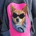 Stylish Panda UV Glasses for Small Dogs - Eye Protection & Windproof Cat Glasses - Buy Online on GoSupps.com