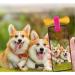 BWM Customised Fashion Pet ID Tags Dog Tags | Dog Tag for Pets Laser Engraved & Personalised | ID Tags for Dogs & Cats | Durable Strong & Deeply Engraved - Sparkly Pink Bow Tie Small S (Pack of 1) Pink - Buy Online on GoSupps.com