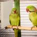 Snuggle Up Bird Warmer for Exotic Pet Birds | H&G Lifestyles Bird Heater | Large 4.7 X 7.9 - Buy Online on GoSupps.com