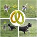 NA 2pcs Dog Toys Ring Outdoor Fitness Flying Discs Water Floating Dog Interactive Training Ring for Small Dog and Medium Dog - Buy Online on GoSupps.com
