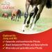 EQUITOP Gonex Pellets Vet. - Buy Online on GoSupps.com