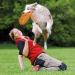 Trixie 33561 Dog Activity Disc - Bite-Proof 19 cm - Perfect for Playtime | International Shipping Available - Buy Online on GoSupps.com
