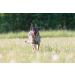 PlayfulSpirit Durable Natural Rubber Ball on a Rope - Perfect Dog Training Exercise and Reward Tool - Medium Size Dog Toy for Fetch Catch Throw and Tug War Plays Happy Playtime Guaranteed - Buy Online on GoSupps.com