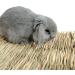 Grass Mat Woven Bed Mat for Small Animal Bunny Bedding Nest Chew Toy Bed Play Toy for Guinea Pig Parrot Rabbit Bunny Hamster Rat(Pack of 3) (3 Grass mats) Basic - Buy Online on GoSupps.com