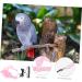 DOITOOL 3 Sets Bird Leash Suspend Parrot Harness and Leash Conure Birds Flying Harness Kit Gecko 12X6X1.3CMx3pcs Pinkx3pcs - Buy Online on GoSupps.com