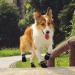 Petloft Anti-Slip Dog Socks - Adjustable Slide-Resistant Socks for Small to Large Dogs & Cats (4 Pack Black Paw XL) - Indoor Comfort & Safety - Buy Online on GoSupps.com