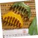 Shop Hapinary Beeswax Massage Comb Set - Head Scalp Massage Tool for Parents | Ideal Gifts & Skin Care Device | International Shipping Available - Buy Online on GoSupps.com