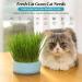 Anulely Cat Grass Plant Container - Earth-Free Sprouter Tray for Indoor Cats & Pets | Stylish Blue Planting Box for Home D cor - Buy Online on GoSupps.com