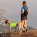 Hjyokuso Cool Vest for Dogs | Summer Cooling Jacket for Small Medium & Large Dogs | Ideal for Outdoor Activities & Training - Buy Online on GoSupps.com
