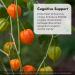 Irwin Naturals Mental Clarity & Information Retention Supplement - Enhance Attention, Retain & Recall Faster - Brain Support with Ashwagandha, Ginkgo & Rhodiola - 60 Softgels - Buy Online on GoSupps.com