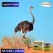 Buy Bonballoon Cream Ostrich Fat Cream El Captain - Natural Herbal (2.11 oz) for International Shipping - Buy Online on GoSupps.com