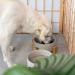 Navaris Ceramic Elevated Cat Bowls - Raised Double Food and Water Bowl Set with Wood Stands for Cats and Small Dogs - No Spill Pet Bowls - Grey - Buy Online on GoSupps.com