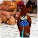 CORHAD Chicken and Duck Vest Hen Leash Chicken Lead and Harness Small Dog Harness Rooster Costume Pet Leash 17X15X0.5CM Blue - Buy Online on GoSupps.com