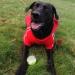 Eastlion Dog Sweater - Warm Red Pullover T-Shirt for XL Dogs | Cozy Pet Clothes & Apparel - Buy Online on GoSupps.com