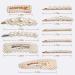 Warmfits Pearl Hair Clips - 10pcs Elegant Large Hair Styling Pins for Women & Girls - Bridal Barrettes for Wedding & Daily Wear - Buy Online on GoSupps.com