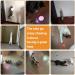 Interactive Cat Laser Toy | Long Range 7 Modes | Pet Training Exercise | Silver - Buy Online on GoSupps.com
