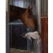 Equipride Horse Relax Toy Made on Leather for Stable Outdoor Timmy - Buy Online on GoSupps.com
