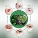 Wismee Seaweed Under Eye Masks - Collagen Patches for Dark Circles & Puffy Eyes - Buy Online on GoSupps.com