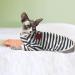 Shop Pumyporeity Sphynx Hairless Cat Cotton Clothes - Breathable Sweaters & T-Shirts | Soft Skin-Friendly Pet Clothing in Blue Stripes (Size L) - Buy Online on GoSupps.com