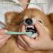 2-Piece Dog Toothbrush Set - Soft Mini Toothbrush for Puppies & Cats | Portable Deep Cleaning | Easy Travel Use - Buy Online on GoSupps.com