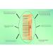 PotStar Handcrafted Wood Hair Comb for Thick, Curly, and Wavy Hair - Non-Static, Eco-Friendly - Made in India - Buy Online on GoSupps.com