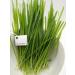 Hundredfold Organic Oat Grain Cat Grass Seed 8oz (227 Grams) - Indoor Pet Grass Seeds for Active Cats Kittens Dogs & Rabbits - Buy Online on GoSupps.com