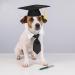 2023 Graduation Dog Cat Cap and Necktie Set - Perfect Graduation Costumes for Pets - Buy Online on GoSupps.com