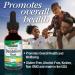 Nature's Answer Alcohol Free Dandelion Root Extract - 1 Fl Oz (Pack of 1) - Buy Online on GoSupps.com