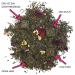 URBANTEADEALERS Lychee Love Flavoured Green/White Tea Blend - 100g | Premium Lychee & Lulo Flavor for Tea Lovers - Buy Online on GoSupps.com