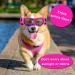 Dog Goggles for Small Breeds Windproof Anti-Fog Dog Sunglasses Adjustable Puppy Sunglasses for Small Medium Dogs Outdoor Riding Driving Protective Eyewear (Pink) - Buy Online on GoSupps.com
