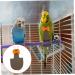 PopetPop 5-Pack Bird Diapers for Conures & Lovebirds | Neoprene Flight Suits & Cotton Urine Pads - International Shipping Available - Buy Online on GoSupps.com
