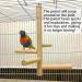 Natural Wood Parakeet Perch Stand for Small to Medium Parrots - Ideal for Conures, Budgies, and Lovebirds - Buy Online on GoSupps.com