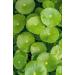 Buy Khadi Centella New-Cell Ayurvedic Elixir - 100% Natural & Vegan Skin & Soul Oil (50ml) for Healthy Skin & Body | Certified Organic Cosmetics - Buy Online on GoSupps.com