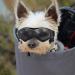 UV Protection Sunglasses for Small Dogs | Cool Black Dog Glasses | Outdoor Eye Protection for Small Breeds - Buy Online on GoSupps.com