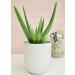 Live Aloe Vera Succulent Plant in 3.5 Inch Pot by Plants for Pets - Indoor House Plant - Buy Online on GoSupps.com