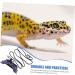POPETPOP 1 Set Lizard Leash Blue Vest Amphibia Gecko Vest Harness Lizard Leash and Harness Reptile Harness Outdoor Reptiles Strap Outdoor Lizard Strap Animal Purple 17X7X0.1CM Purple - Buy Online on GoSupps.com