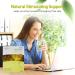 Prince of Peace 100% Organic Green Tea Family Size - 200 Tea Bags | Best Value Deal - Buy Online on GoSupps.com