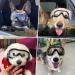 Namsan Adjustable Dog Sunglasses | Waterproof & Windproof Protective Glasses for Medium/Large Dogs | Perfect for Motorcycle Rides - Clear Silver - Buy Online on GoSupps.com