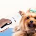 BESPORTBLE Pet Clipper - Cordless Dog & Cat Hair Trimmer | Electric Pet Hairstyling Tools Beauty Kit - Buy Online on GoSupps.com