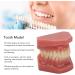 Tooth Demonstration Model for Dentists | Adult Dental Training & Orthodontic Resin | International Shipping - Buy Online on GoSupps.com